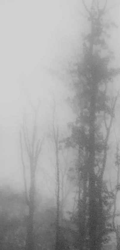 Foggy forest with tall, dark trees in grayscale.