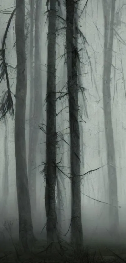 Misty forest with tall, dark trees creating an eerie and mysterious atmosphere.