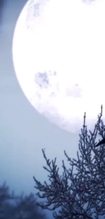 Silhouetted trees under a full moon in a serene night sky.