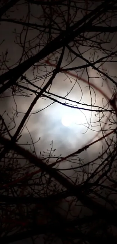 Moonlit branches silhouette under a cloudy night sky.