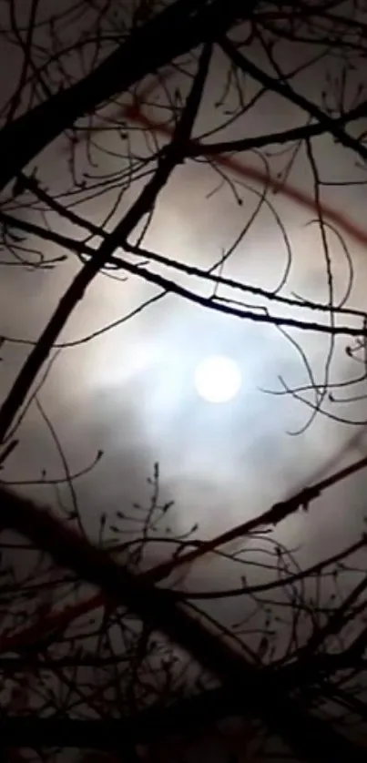 Moonlit night sky framed by barren tree branches.