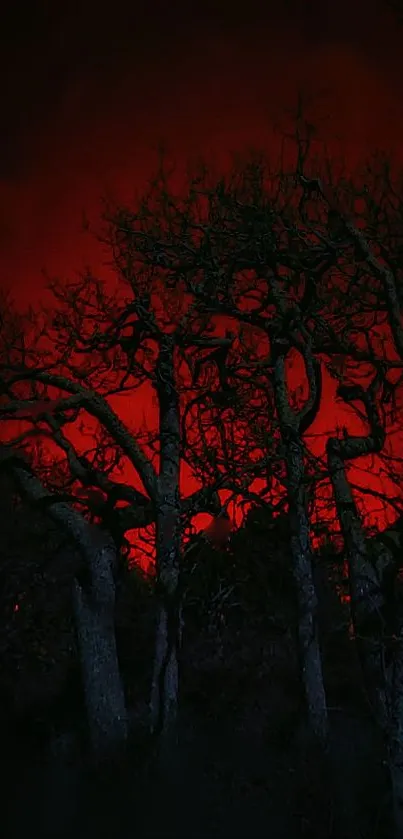 Silhouetted trees against a deep red night sky background.