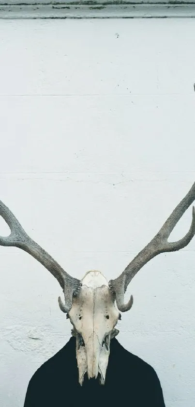 Eerie deer skull and antlers on minimalist white background.