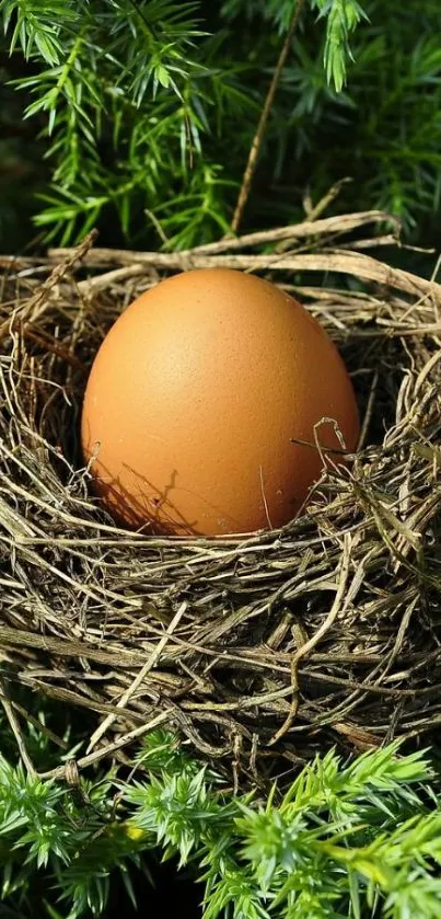 Brown egg nestled in a natural bird's nest amidst lush green foliage.