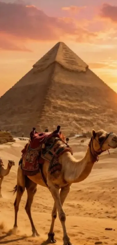 Camels walking in front of Egyptian pyramid at sunset.