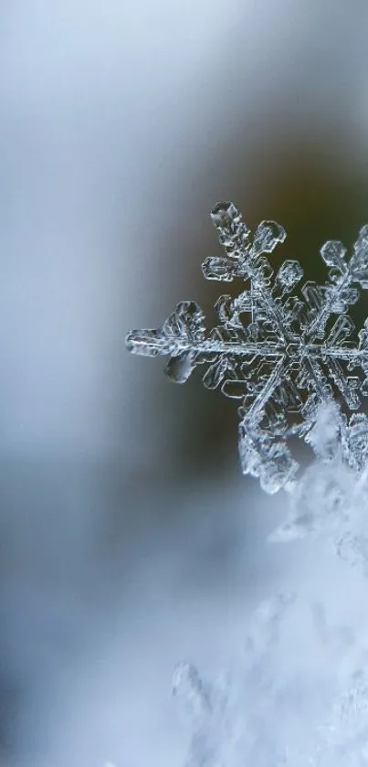 Electric Blue Macro Photography Moisture Live Wallpaper