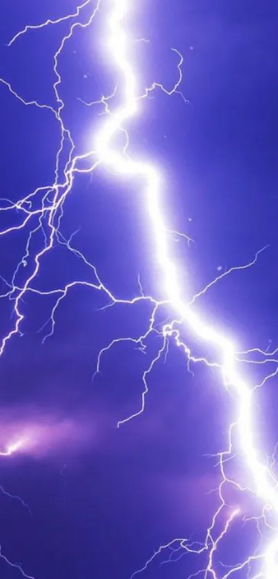 Vibrant electric purple lightning streaks across a dark sky.