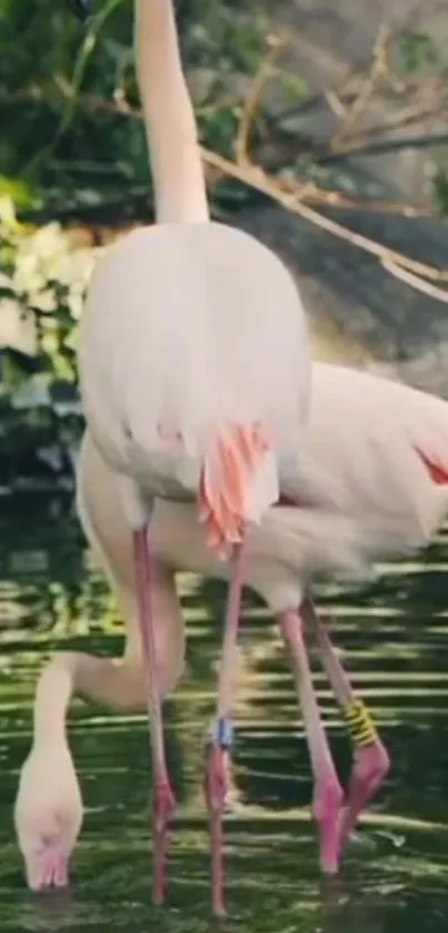 Flamingos wading gracefully in tranquil water.