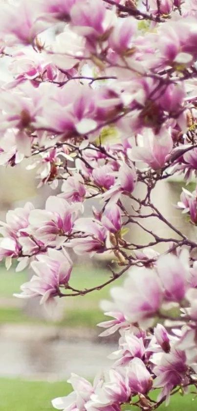 Lovely pink magnolia flower wallpaper