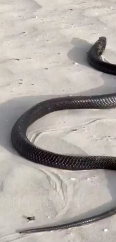 Black snake gracefully moves across sandy beach background.