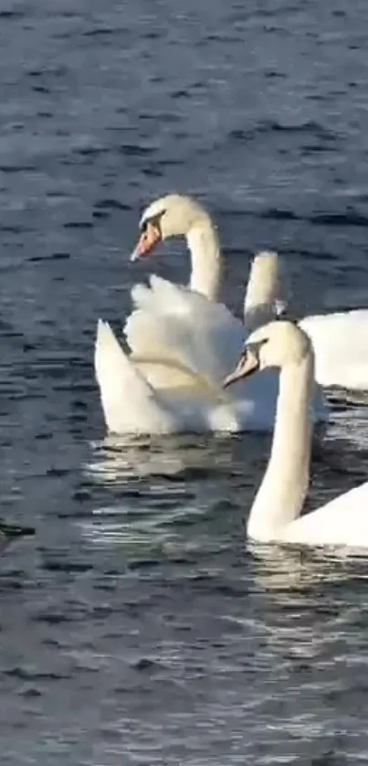 Elegant white swans gliding on a serene blue lake.