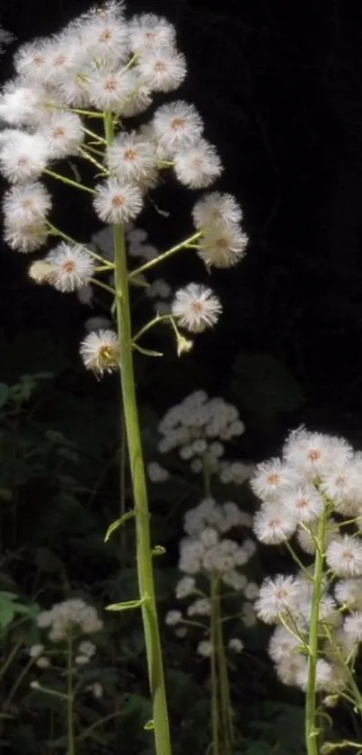 Elegant white flowers against a dark background in a serene nature wallpaper.