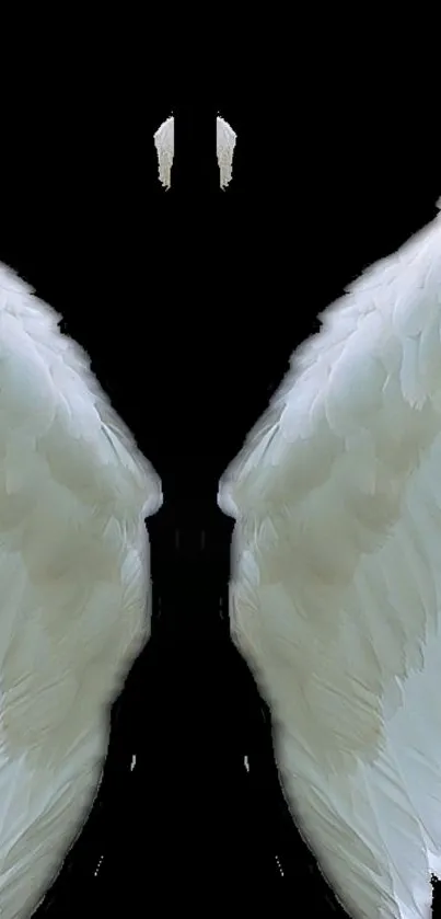 Elegant white angel wings on a black background.