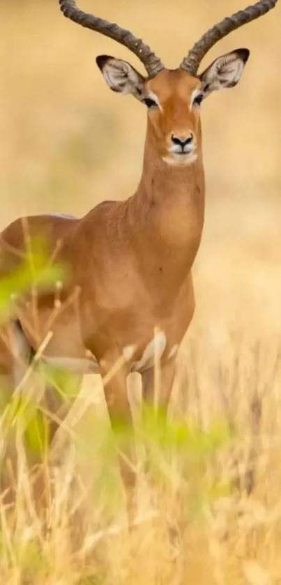 Antelope standing in golden savanna landscape, serene wildlife scene.