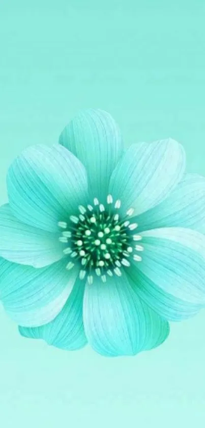 Aqua flower on light blue background mobile wallpaper.