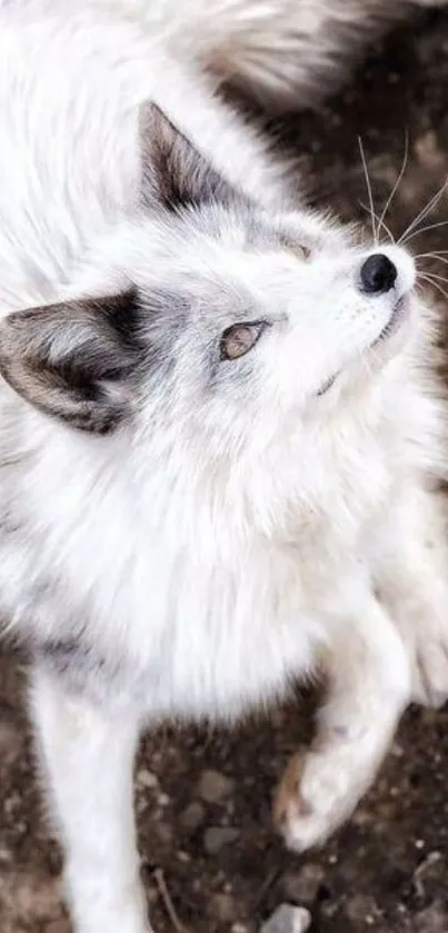 Majestic Arctic fox looking up, perfect for mobile wallpaper.