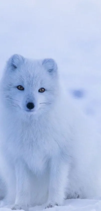 An elegant Arctic fox on a snowy landscape background.