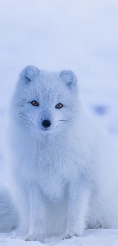 Arctic fox in snowy landscape wallpaper