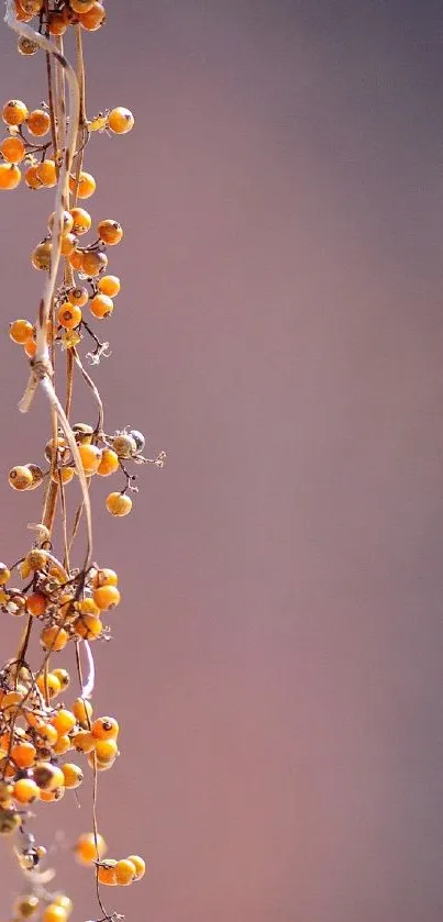 Orange berries hang gracefully on a blurred background.