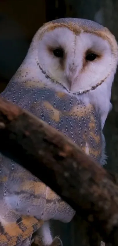 Barn owl perched on branch with detailed feather pattern.