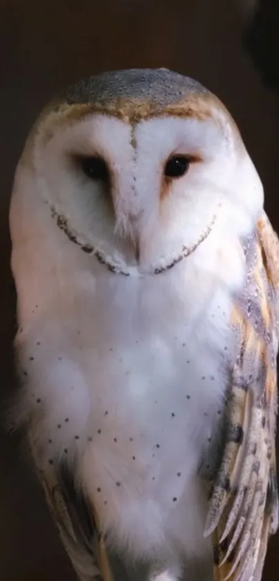 A graceful barn owl with striking features set against a subtle background.