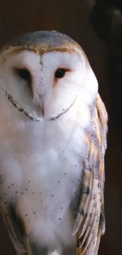 Elegant barn owl perched gracefully on a branch, set against a soft background.