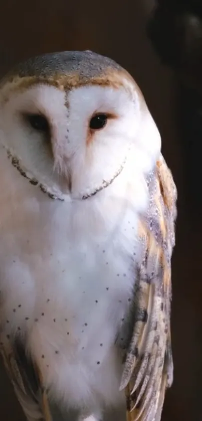 Barn owl with soft feathers in a natural setting.