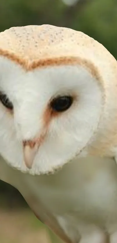 Elegant barn owl with deep black eyes and soft feathers.