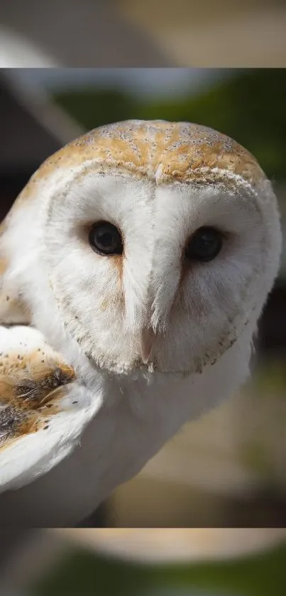 Close-up of an elegant barn owl in natural light, perfect for nature wallpaper.