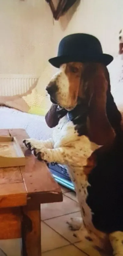 Basset Hound in bowler hat by table.