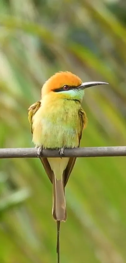 Colorful bee-eater bird perched on a branch with lush greenery background.