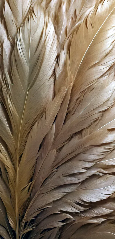 Elegant beige feathers with soft textures.