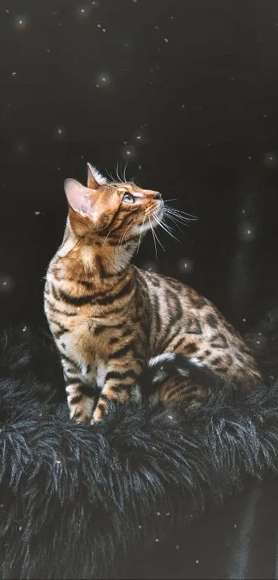 Bengal cat sitting on black fur blanket with a dark background.