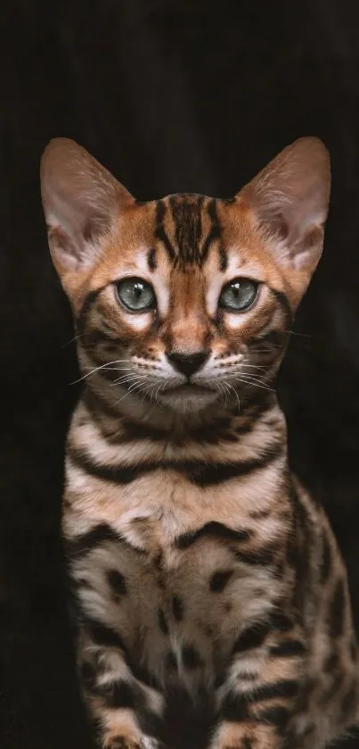 Bengal cat sitting elegantly on a dark background mobile wallpaper.