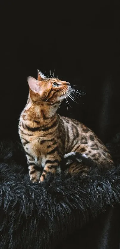 Elegant Bengal cat sitting on black furry texture.