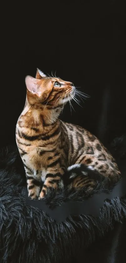 Majestic Bengal cat on dark plush background wallpaper.