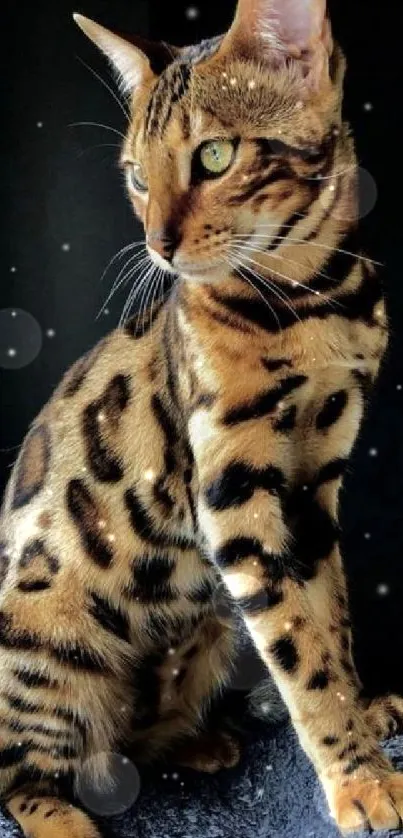 Elegant Bengal cat with a striking pattern on plush background.