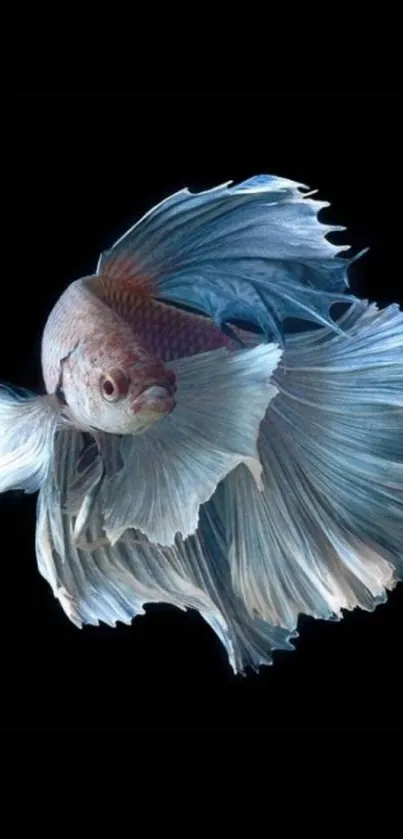 Elegant blue Betta fish with flowing fins on black background.