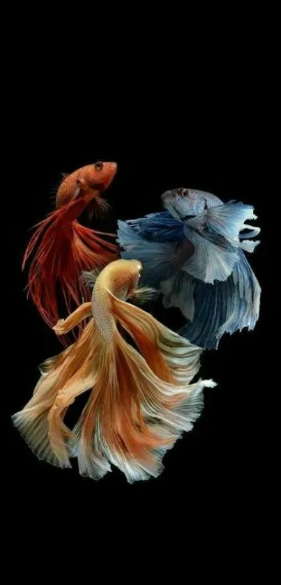 Elegant Betta fish artwork on a black background for mobile wallpaper.