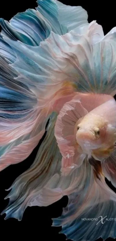 Elegant Betta fish with flowing fins on a black background.