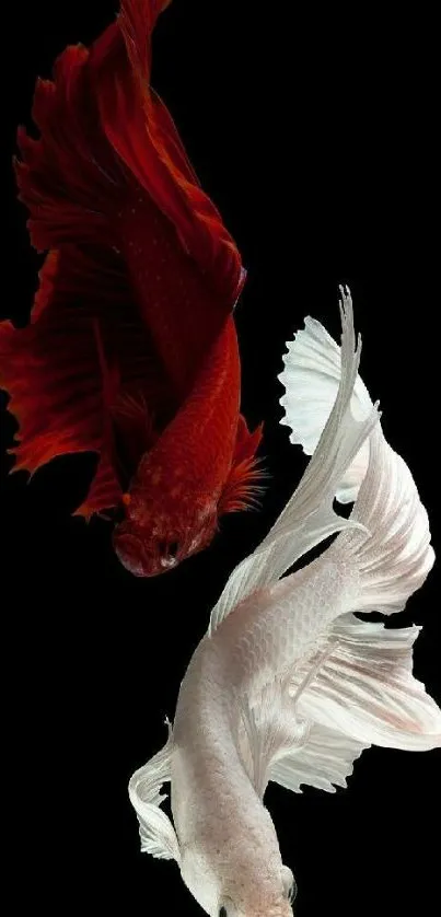 Elegant Betta fish in red and white on a black background.