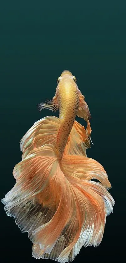 Graceful Betta fish with flowing orange fins on a dark green background.