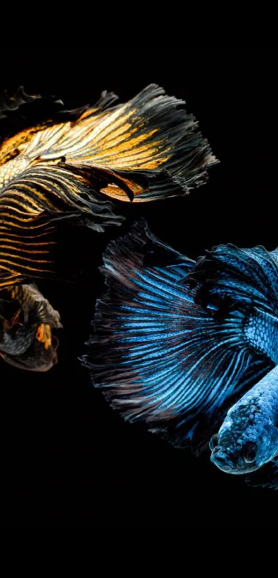 Two stunning betta fish in vibrant blue and gold on a black background.