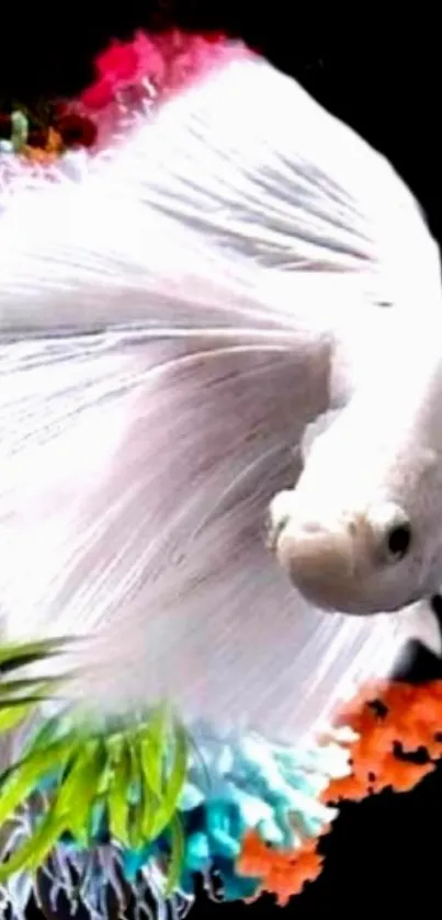 White Betta fish with colorful background on black.