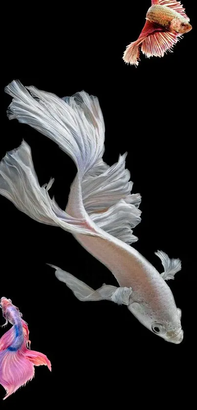 Elegant black wallpaper with colorful betta fish.