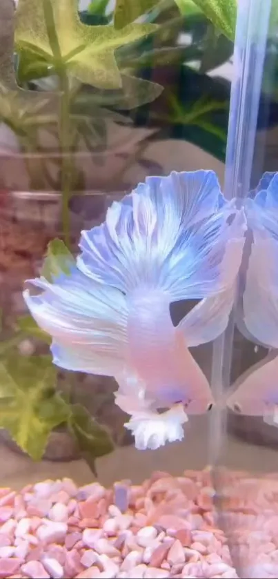 Elegant Betta fish reflecting in glass, with pink pebbles and greenery.