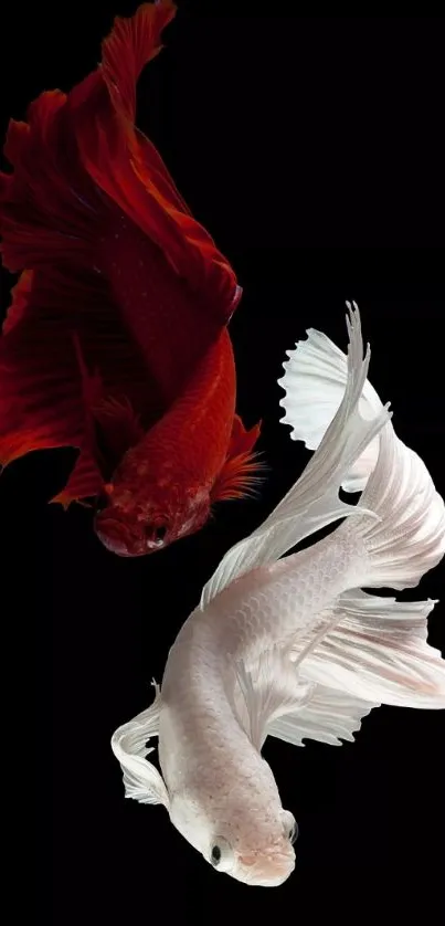 Red and white Betta fish on black background.