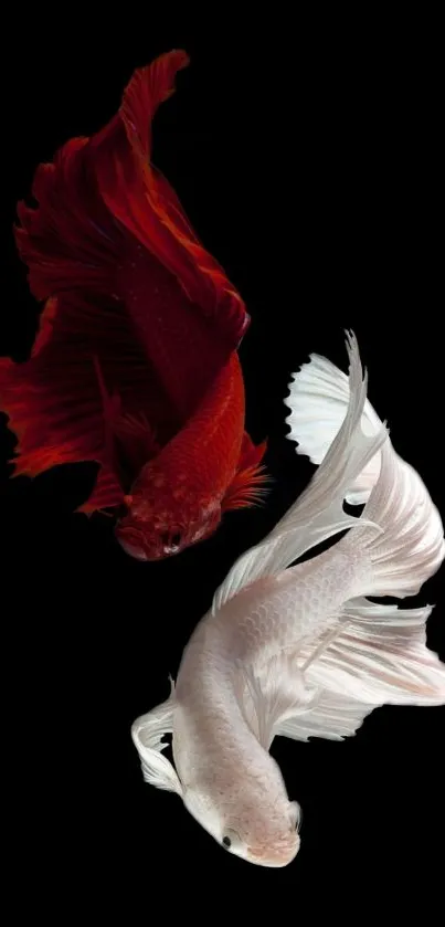 Two elegant betta fish on a black background.