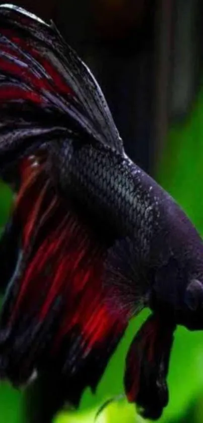 Vibrant red and black Betta fish swimming in green background.