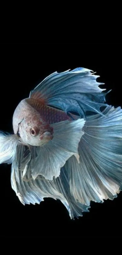 Elegant betta fish with flowing fins on a dark, contrasting background.